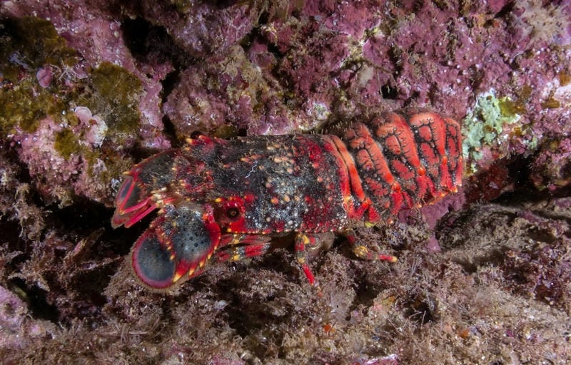 Các loại tôm mũ ni đa dạng hình dáng kích thước