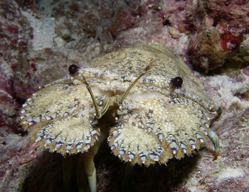 Đặc điểm tôm mũ ni nổi bật với vỏ cứng