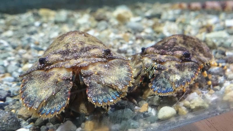 Tôm mũ ni sống ở đâu trong đại dương xanh