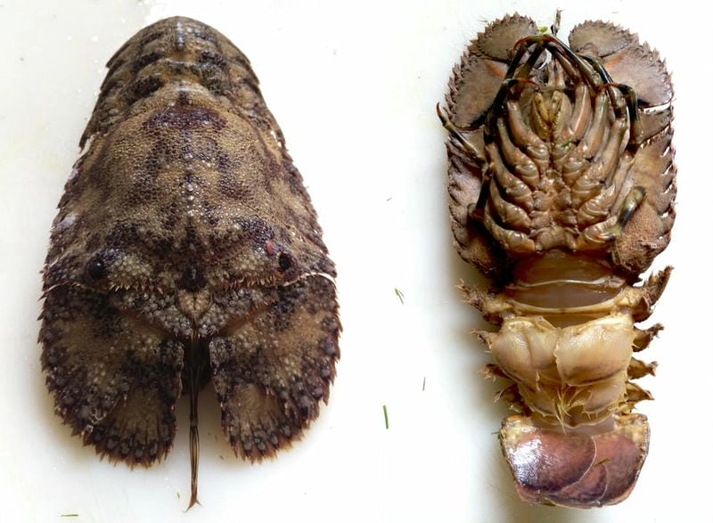 Kích thước tôm mũ ni lớn hơn nhiều loài khác