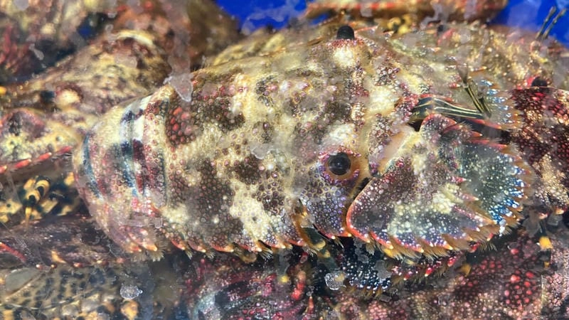 Tôm mũ ni khổng lồ gây ấn tượng mạnh