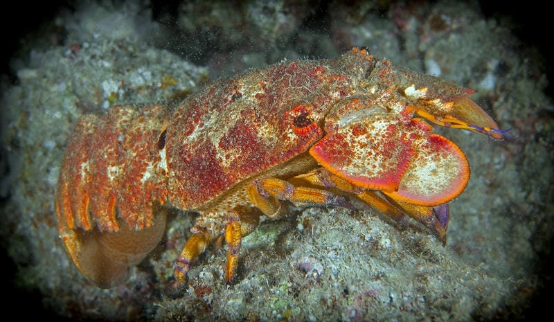 Mùa tôm mũ ni thu hút ngư dân ven biển