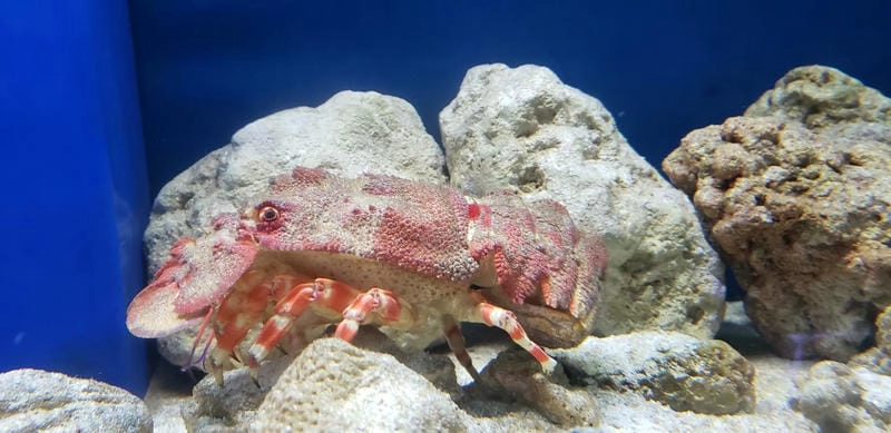 Tôm mũ ni lột xác để phát triển kích thước