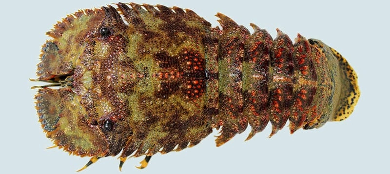 Ảnh tôm mũ ni đẹp thu hút người yêu biển