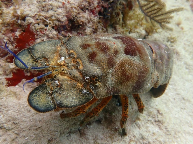 Tôm mũ ni biển sinh sống gần rạn san hô