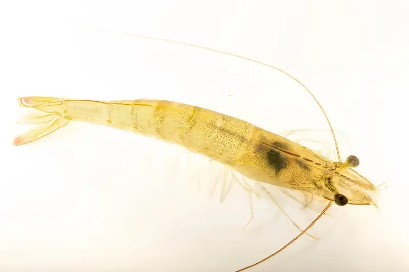 Tôm thẻ là gì được nhiều người quan tâm