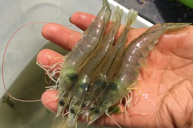 Tôm thẻ giống quyết định năng suất vụ nuôi