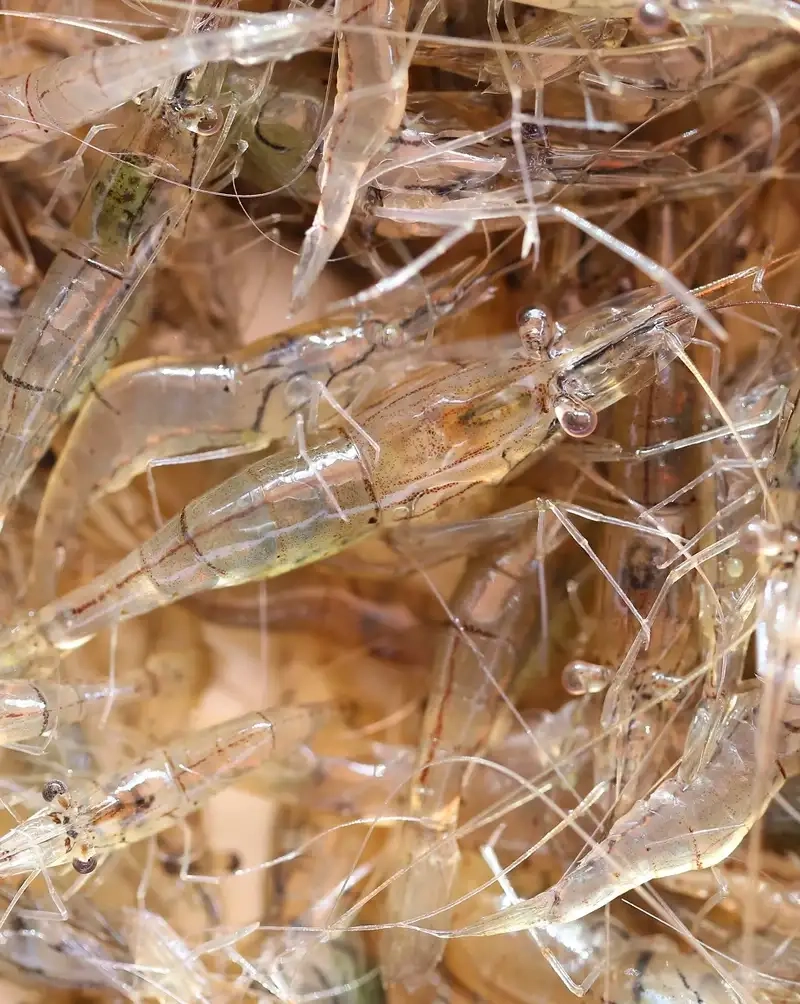 Mùa vụ tôm thẻ quyết định hiệu quả nuôi