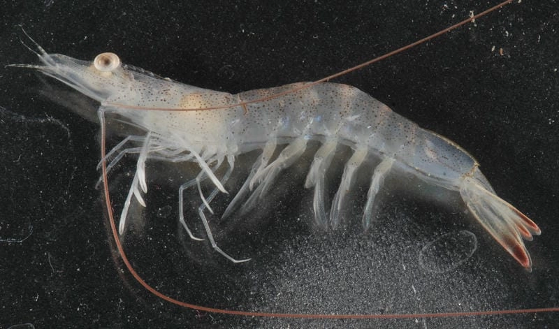 Ao nuôi tôm thẻ cần quản lý môi trường