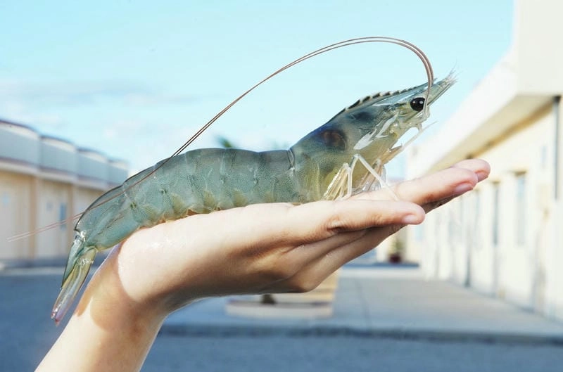 Tôm thẻ nước ngọt thích nghi điều kiện mới