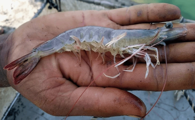 Hình nền tôm thẻ mang màu sắc thủy sản