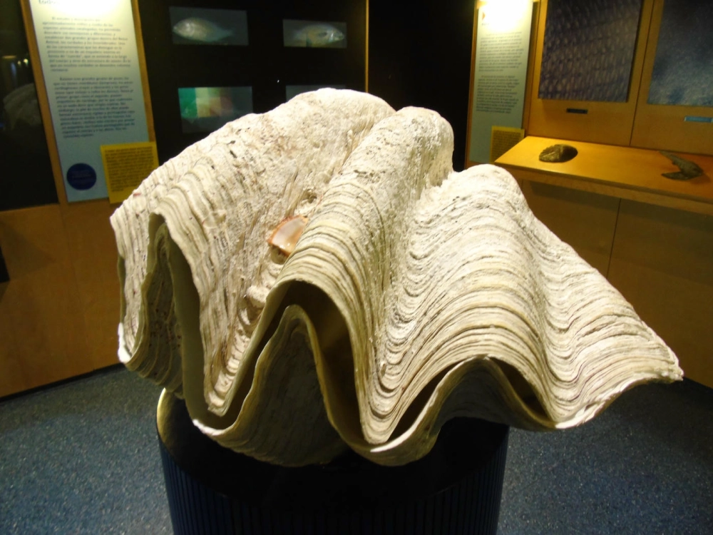 Thợ lặn đang quan sát một con trai khổng lồ tại rặng san hô