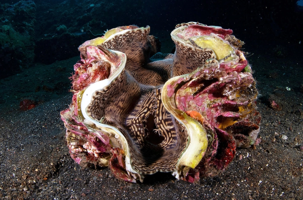 Trai khổng lồ ăn gì để duy trì kích thước vĩ đại của mình