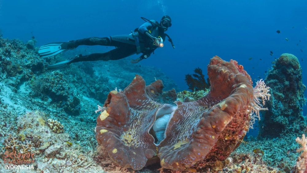 Hình ảnh miệng trai khổng lồ hé mở để hấp thụ ánh sáng mặt trời