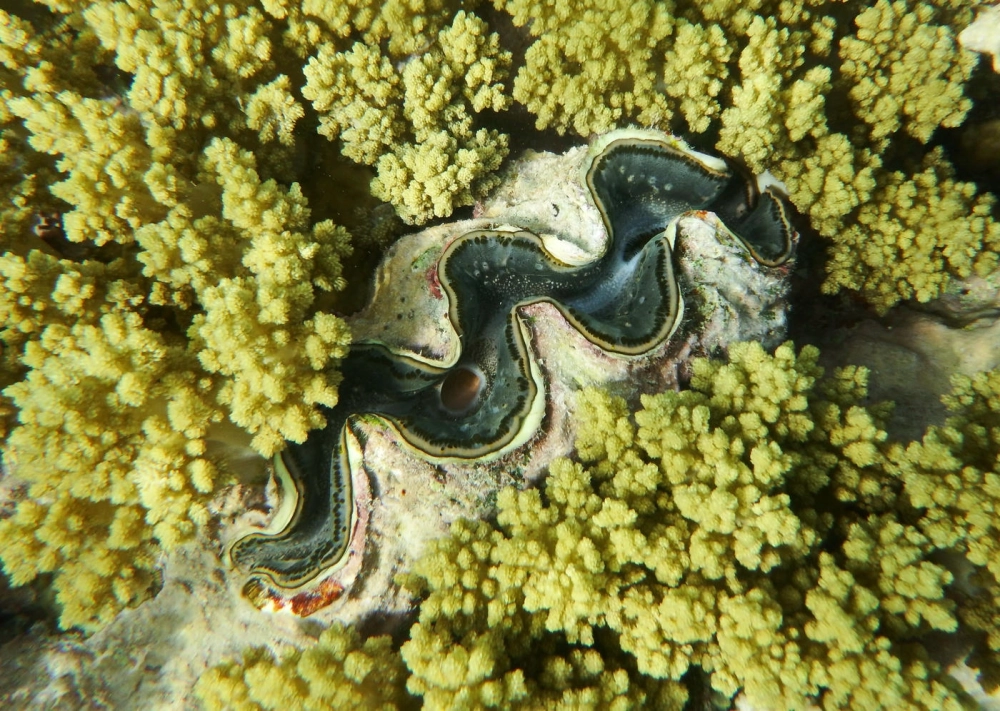 Hình vẽ trai khổng lồ nghệ thuật với những đường nét tinh xảo