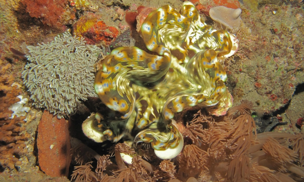 Hình nền trai khổng lồ dưới biển sâu dành cho máy tính