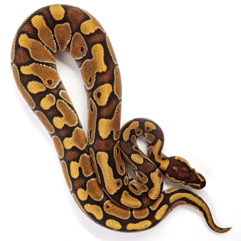 Sưu tập những loài trăn bóng đẹp ấn tượng