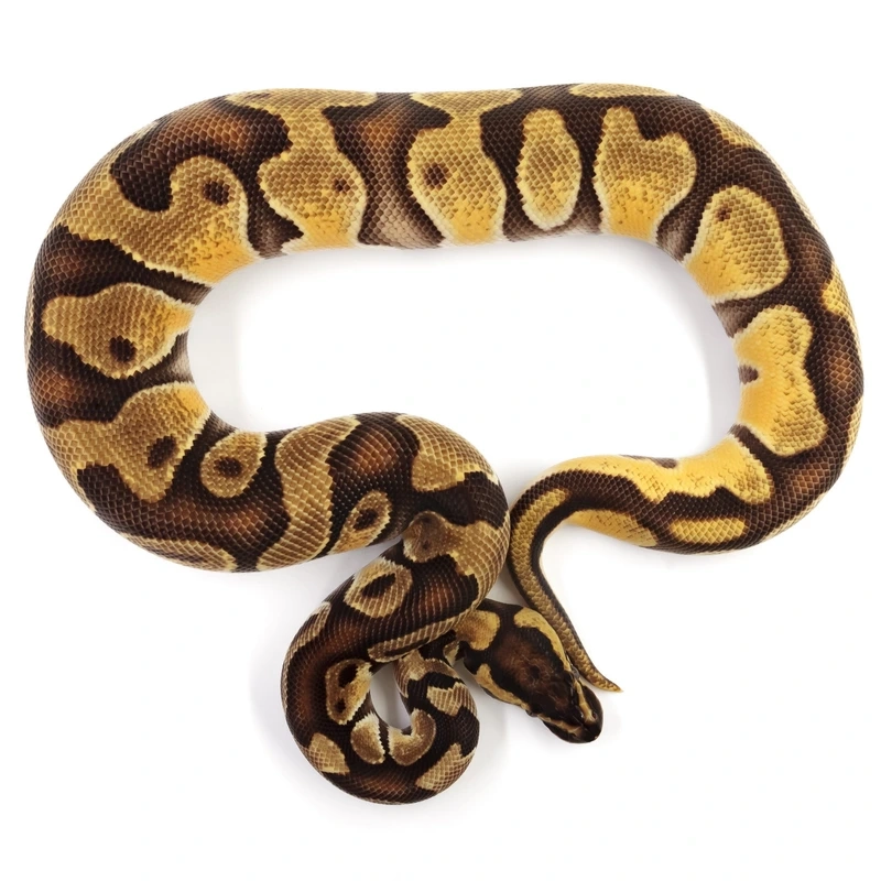 Hướng dẫn nuôi trăn bóng nuôi cảnh dễ dàng