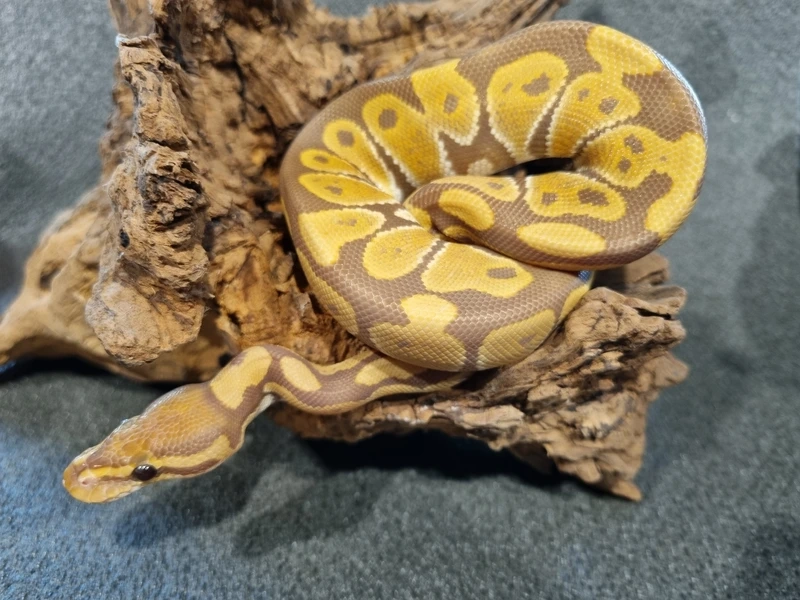 Khám phá trăn bóng màu vàng nổi bật