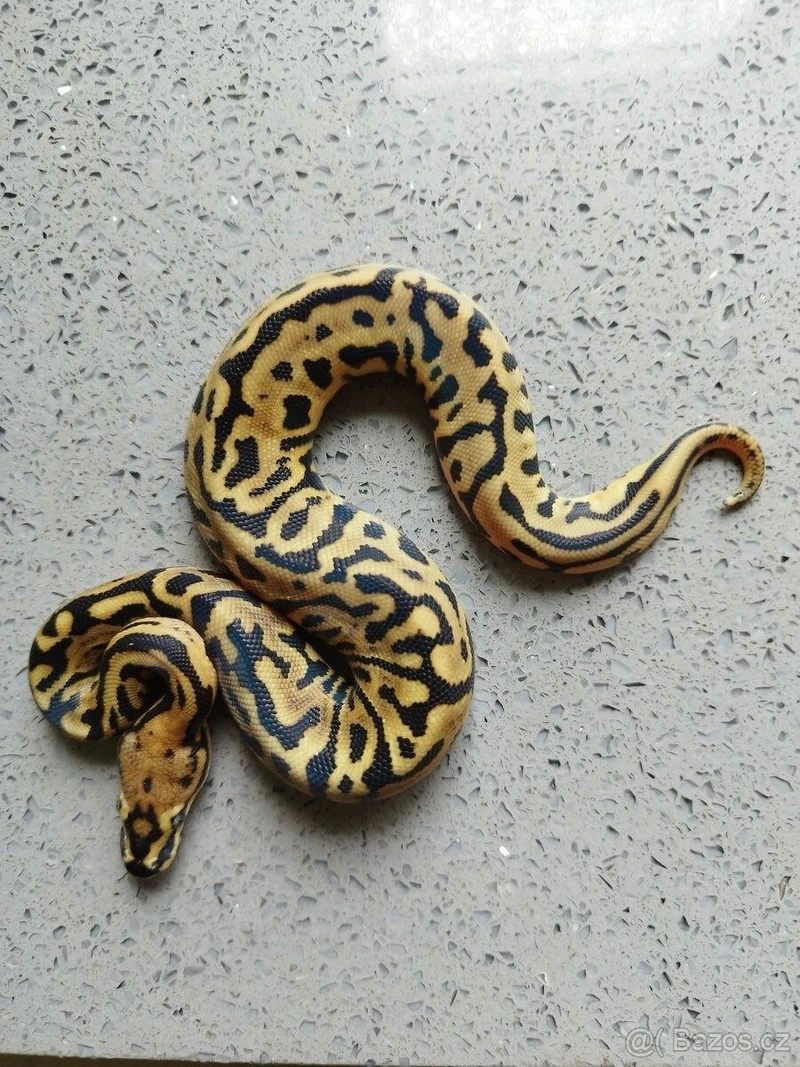 Tìm hiểu trăn bóng bò sát đẹp mắt và độc đáo