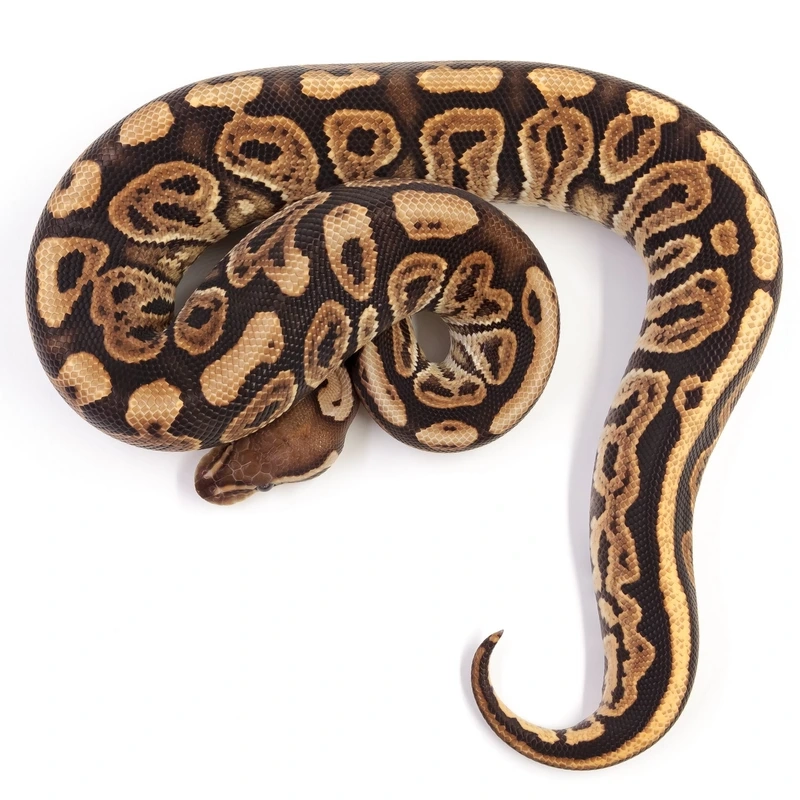 Chọn trăn bóng dễ nuôi cho người mới bắt đầu