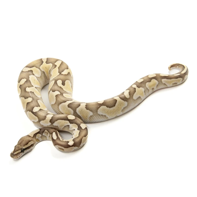 Sưu tầm trăn bóng exotic quý hiếm và đẹp