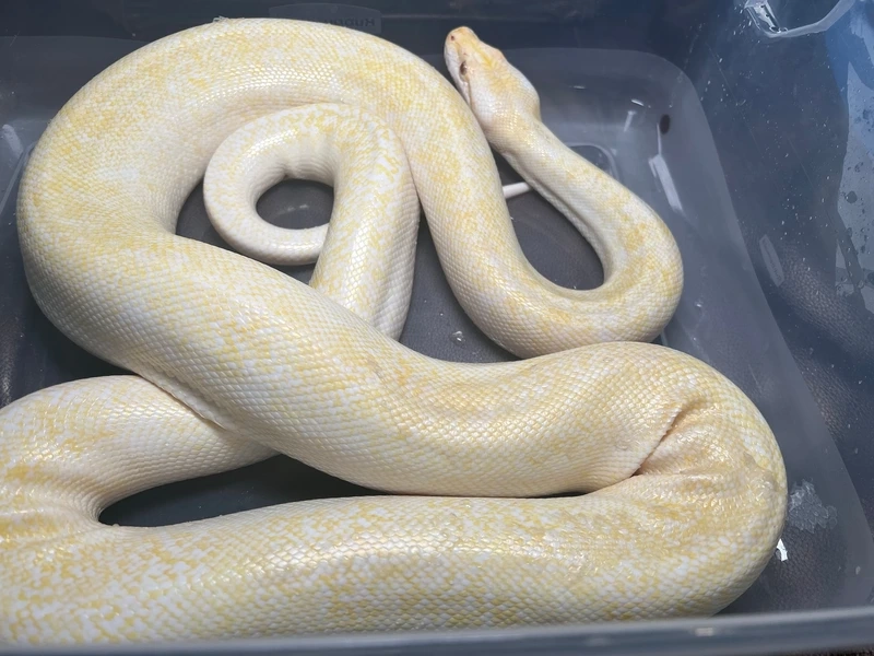 Khám phá vẻ đẹp của trăn vàng cảnh tại nhà