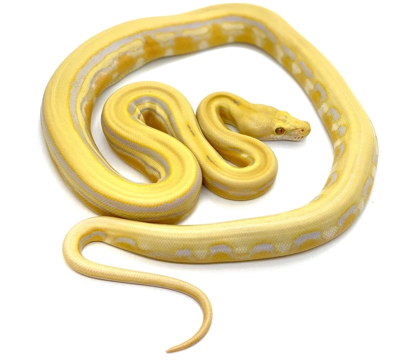 Sưu tầm trăn vàng thú cưng tại nhà