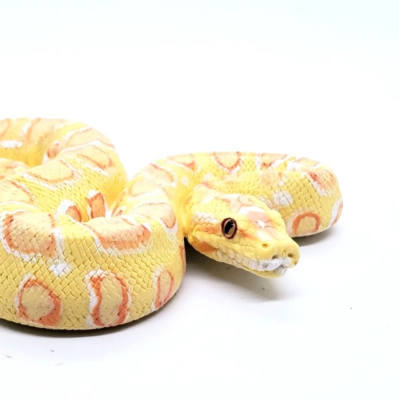 Nuôi trăn vàng nuôi kiểng đơn giản và tiện lợi