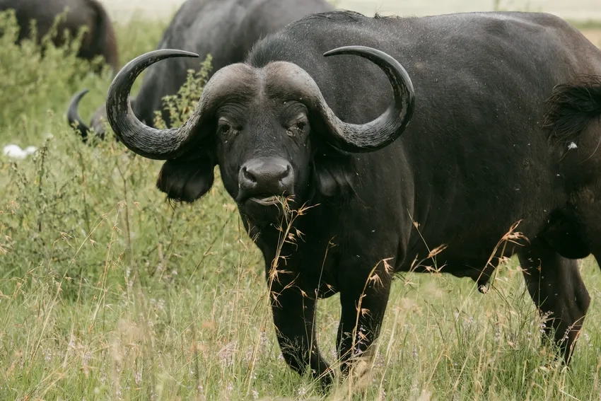 Cuộc đối đầu trâu rừng châu Phi sư tử nghẹt thở