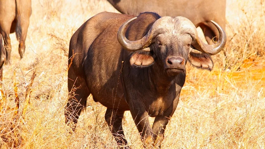 Trâu rừng châu Phi thiên nhiên hoang dã hùng vĩ