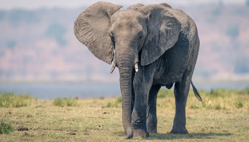 Ảnh Voi châu Phi hoang dã đang tìm thức ăn