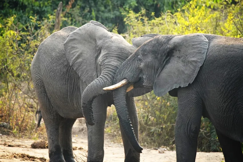 Thức ăn Voi châu Phi phong phú trên thảo nguyên