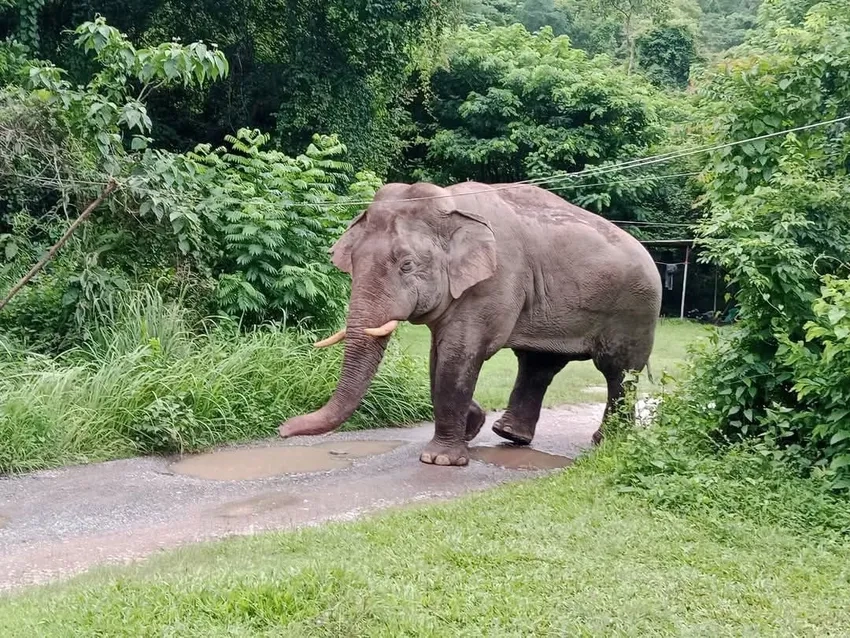 Tìm hiểu tập tính voi rừng và con non