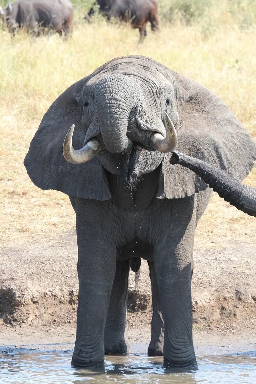 Voi rừng trong tự nhiên kiếm ăn cả ngày