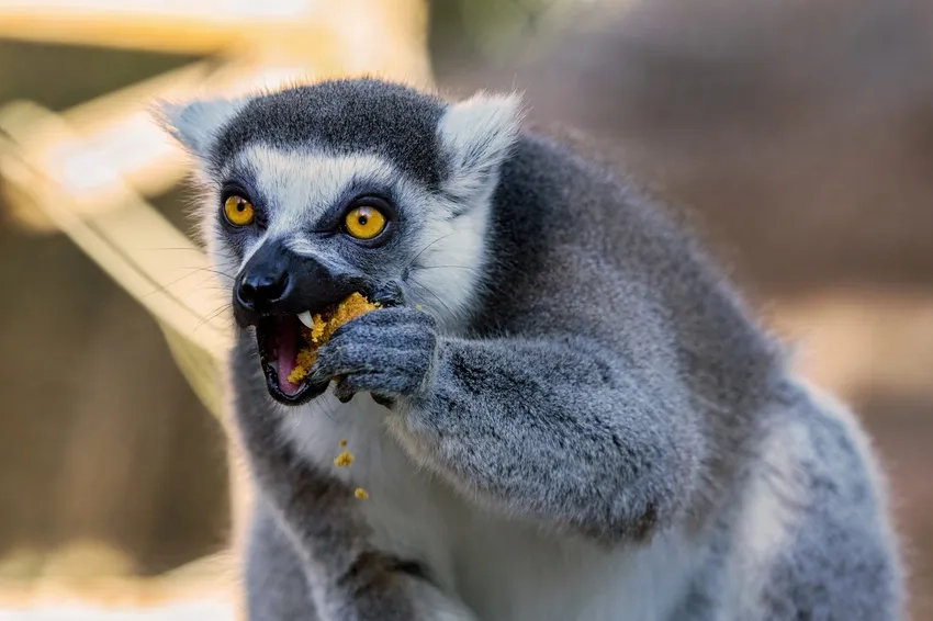 Vượn cáo tiếng anh gọi là lemur sống tự nhiên
