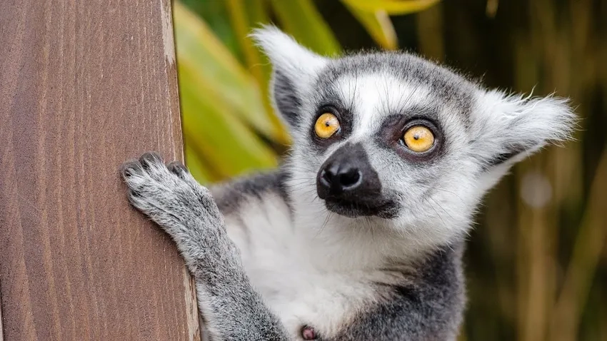 Vượn cáo dễ thương khiến ai cũng phải mỉm cười