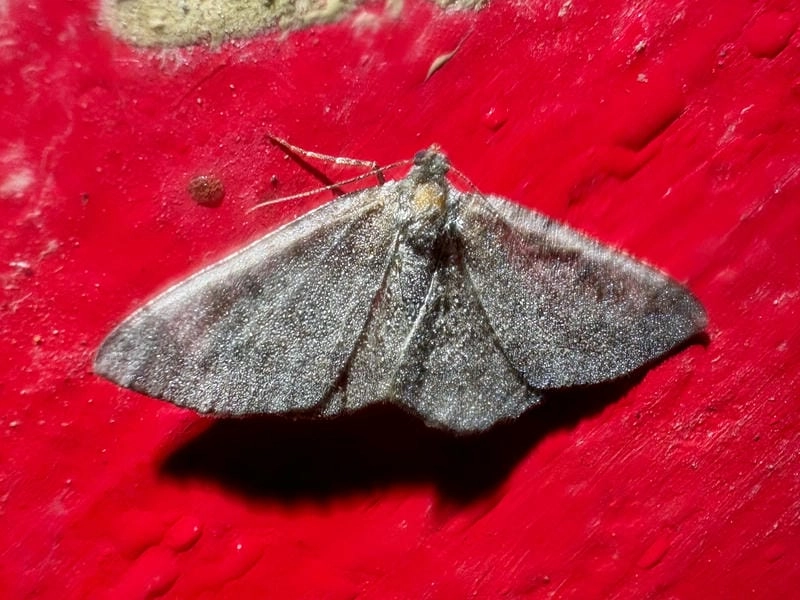 Bướm đêm tượng trưng cho điều gì trong đời sống