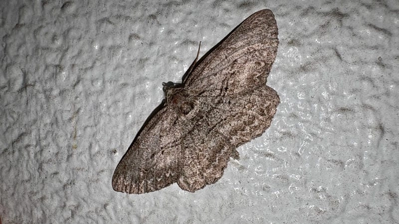 Bướm đêm và phong thủy liên quan đến vận khí