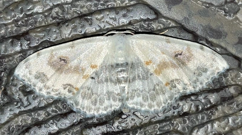 Bướm đêm phổ biến ở Việt Nam vào mùa mưa