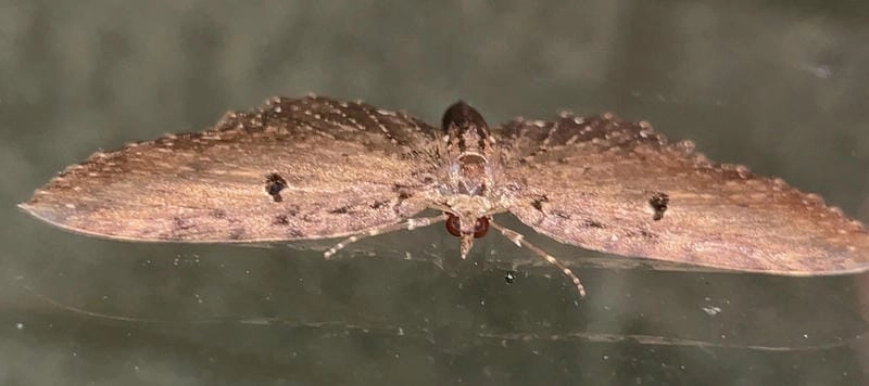 Bướm đêm sống ở đâu trong môi trường tự nhiên