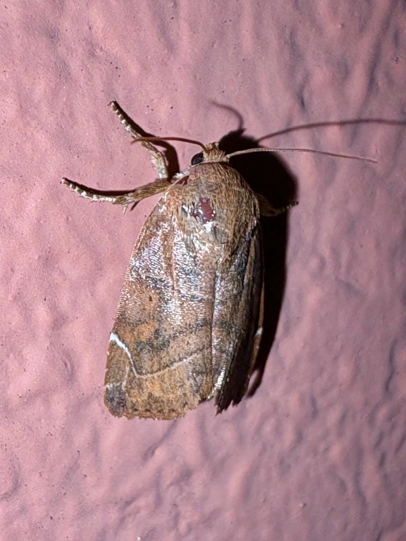 Bướm đêm là gì câu hỏi nhiều người thắc mắc