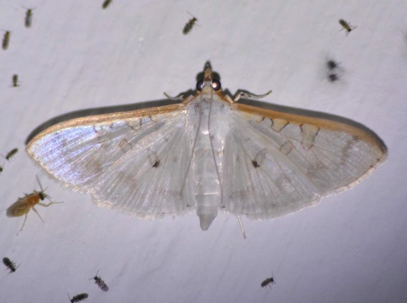 Bướm đêm sinh sản như thế nào theo chu kỳ