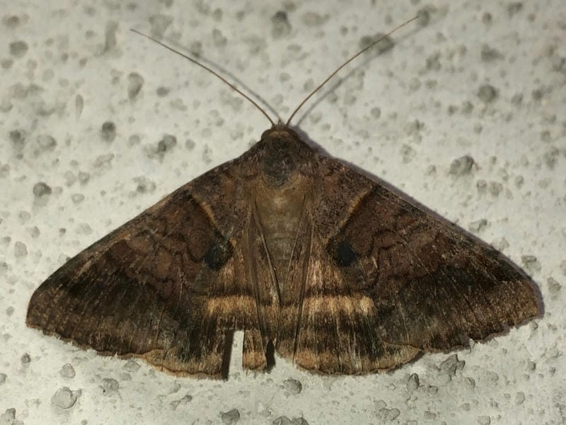 Bướm đêm có độc không là điều nhiều người lo