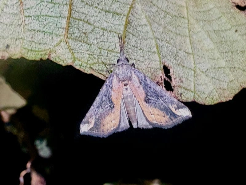 Bướm đêm gắn với điềm báo theo dân gian