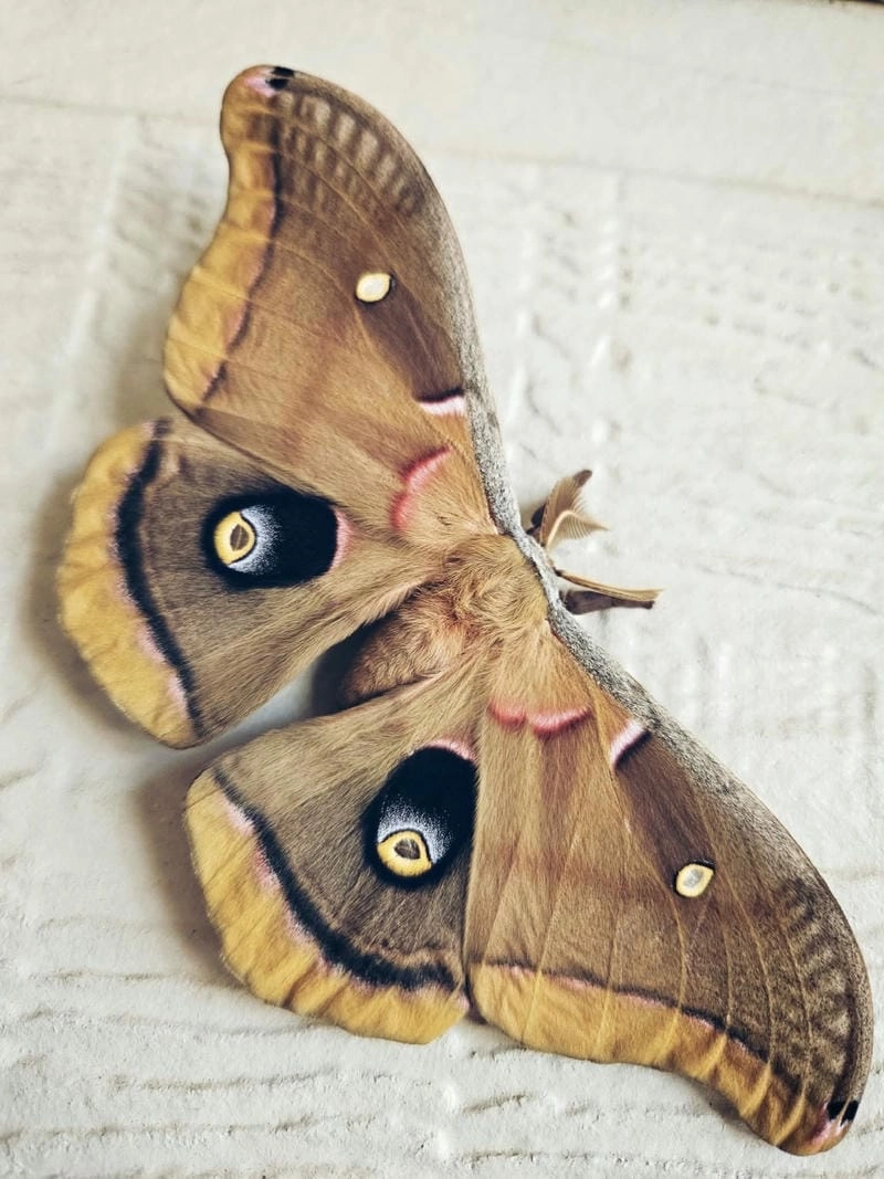 Bướm đêm trong đời sống quen thuộc nhưng bí ẩn