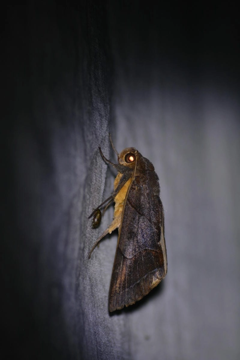 Bướm đêm và ánh sáng tạo nên hình ảnh đặc trưng