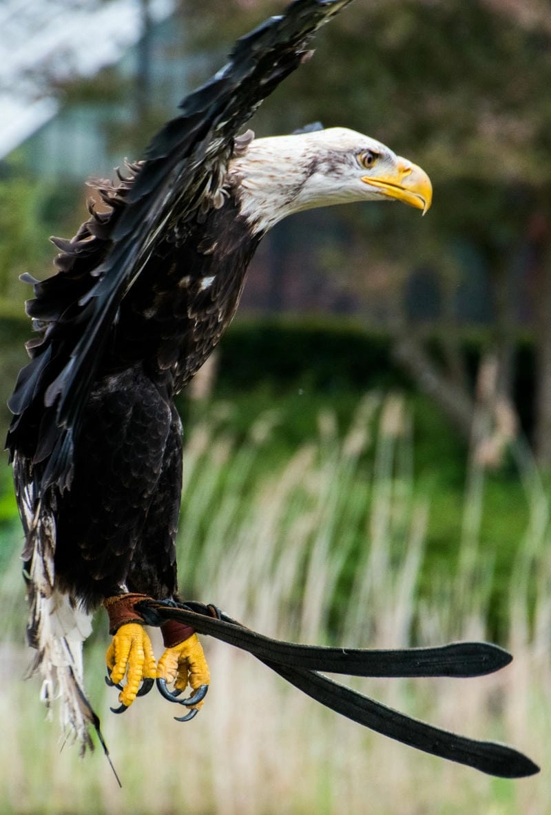 Đại bàng đầu trắng là loài chim săn mồi nổi tiếng
