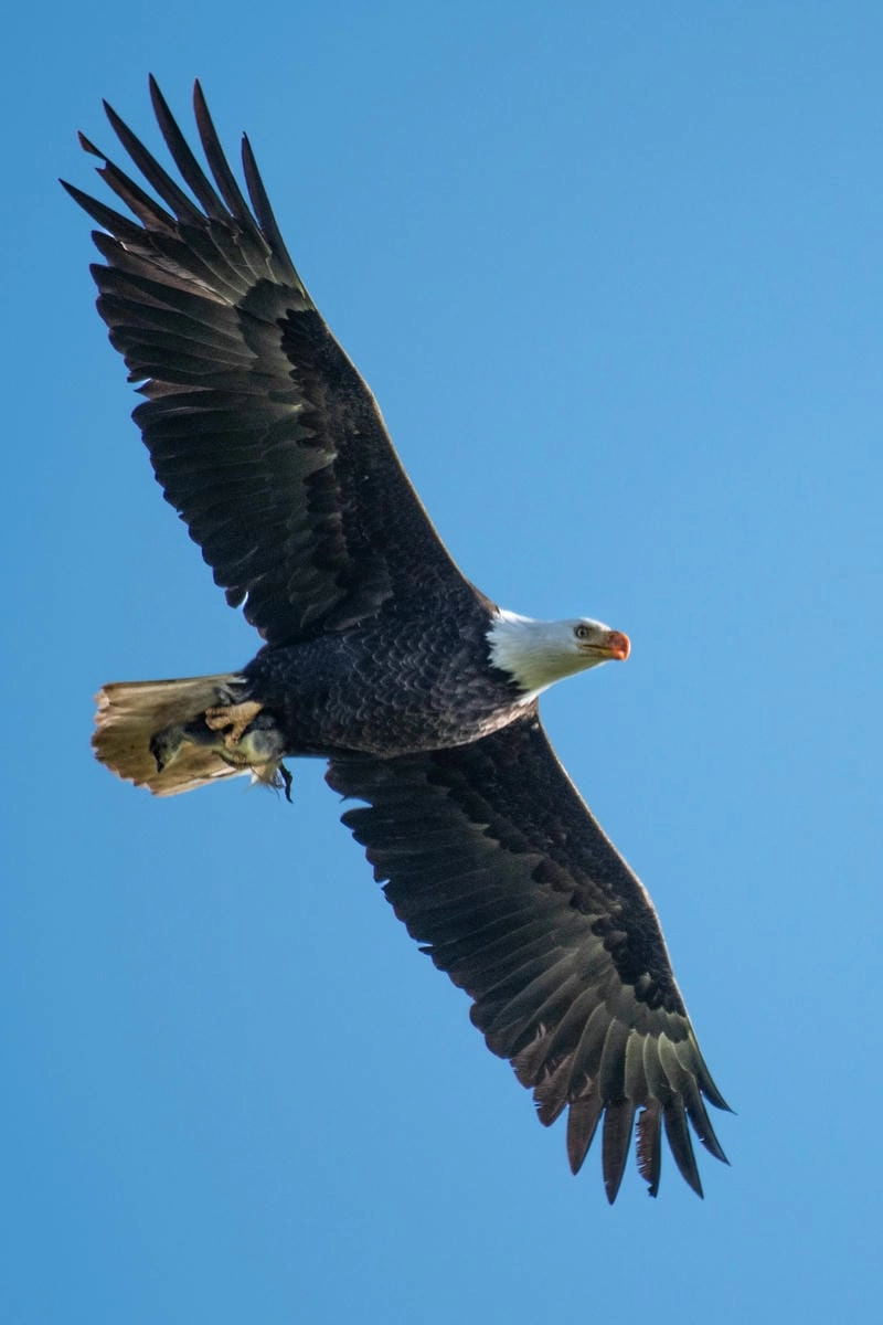 Đại bàng đầu trắng có những đặc điểm nổi bật dễ nhận biết