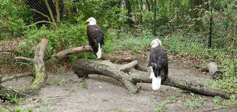 Đại bàng đầu trắng là biểu tượng quốc gia Mỹ